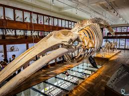 Musée d’Histoire Naturelle